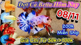 ❤08/11/2024_Đợt Cá Xinh Đẹp Chỉ Từ 50k Đến 100k,Nhiều Dòng Cá Mới Trại Mới Lên,Form Siêu Khủng🥰