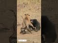 Mother Bear Fights Tiger to Save Her Cub in Dramatic Video #tigers #bears #ytshorts #viralshorts