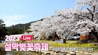 [속초가 보이는 라디오] 설악벚꽃축제 라이브