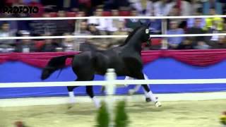 Tolegro by Totilas - Krack C / Stallion Show Vechta 2014 - Böckmann Pferde