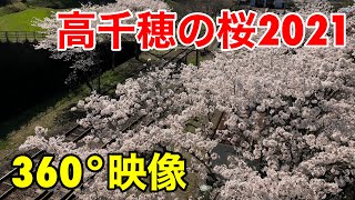 【高千穂】高千穂の桜2021 360度映像