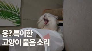 [4묘4색] (ENG) 3분 순삭ㅣ특이한 고양이 울음 소리 ㅣ뭐라고 들리세요? (Cat sounds)