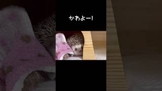 顔だけチラリ覗かせると誰でも可愛くなれるらしい　　　　　　　　　　　　　　　　#shorts#hedgehog#ハリネズミ