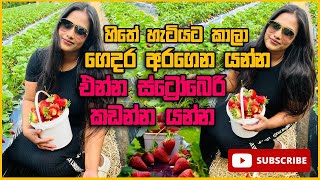 හිතේ හැටියට ස්ට්‍රෝබෙරි කඩන්න යමු | Strawberry Picking in Auckland  | Kia Ora Ayubowan |Vlog 22