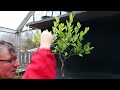 pruning my orange tree bonsai the bonsai zone feb 2023