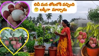 చాలా ఖరీదైన పండ్లు మన టెర్రస్ గార్డెన్ లో పండించుకోవచ్చు#మాబుజ్జితోటఛానల్