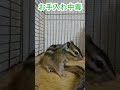 しまりす「ポン吉」お手入れ三昧！！【ペット】【シマリス】【chipmunk】【squirrel】【kawaii】【cute】