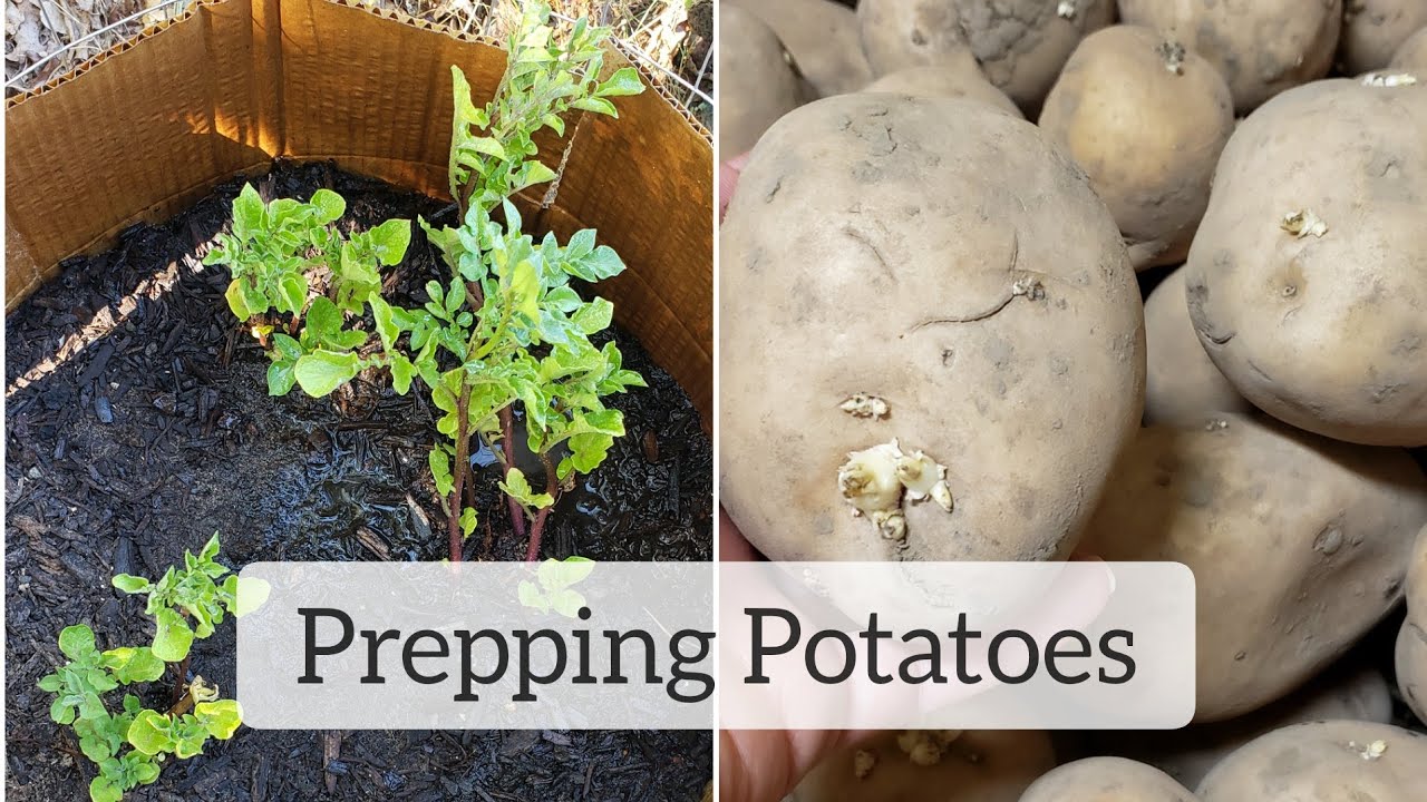 Prepping Potatoes For Planting At Eileen Towner Blog