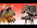 Felidae vs Canidae | Mari Kita Bandingkan!