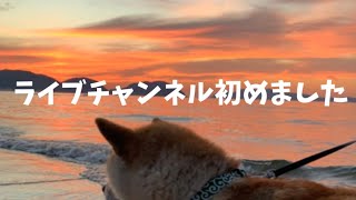 【柴犬】生配信とナチュラルもっちゃんそしておっさんのチャンネル作りました！