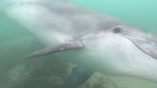 Bottlenose Dolphin, Portland Harbour, 4th February 2020