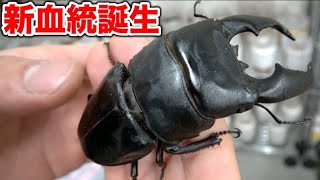 レコードクラスのヒラタクワガタを輩出する謎のブリーダーの飼育部屋に潜入した結果