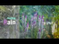 Healing Rain: Relaxing Sounds for Mindfulness and Inner Peace