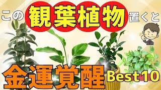 【金運アップ】最強の観葉植物ベスト10を風水アドバイザーご紹介