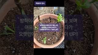 25년 #가드닝 시작 #루엘리아 #번식 #힐링스  #원예치료연구소