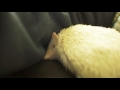 人間の腕の中で眠るアルビノハリネズミ《 hedgehog diary やすじろうの日常 72 》