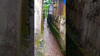 Brook at Varkala ASMR #shorts #asmr #varkalabeach #nature #waterbody #rain #waterflow #green