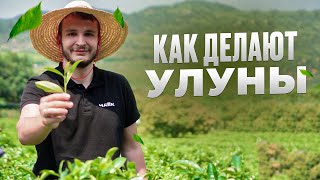 Как делают улуны? Секреты производства гуандунский улунов.