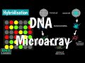 DNA Microarray | Gene Chip |  Microarray Synthesis | Gene Expression Analysis 4|