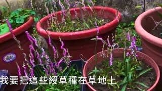 2.綬草成功復育上千棵。劉文正的蘭花草。Southern Ladies Tresses planted a success