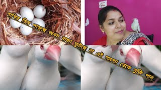 পাখি ডিম পাড়ছে অথচ বাচ্চা ফুটছে না এই সমস্যা থেকে মুক্তি পান কতগুলি নিয়ম অবলম্বন করে।।