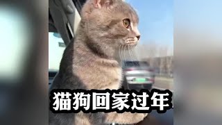 第一批回家过年的猫狗已经和主人在路上了#第一批回村过年的猫