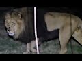 Huge Male Lion may be related to the Extinct Cape Lion (Not Kruger National Park)