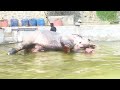 අවාරෙට එලියට එන නාලක නාලකව නාවන්න ගියා trending elephant elephantbathing fyp kandy srilanka fy