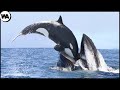 Esta es la Razón por la que Todas las Ballenas Tienen Miedo de las Orcas