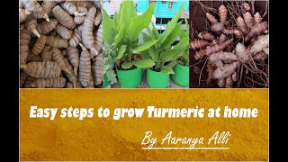 How to grow Turmeric in terrace garden / மாடித்தோட்டத்தில் மஞ்சள் வளர்க்க எளிய முறை