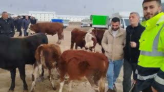 20 KASIM HAYVAN PAZARI MUŞ #muş #hayvanpazari #büyükbaş #inek #cow #dana #animals #küçükbaş #koyun