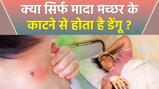 डेंगू क्या मादा मच्छर के काटने से ही होता है | Dengue Machar Kaisa Hota Hai | Boldsky