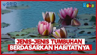 Fakta Menarik - Mengenal Jenis-Jenis Tumbuhan Berdasarkan Habitatnya