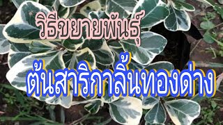 วิธีปักชำต้นสาริกาด่าง ไม้มงคล ส่งเสริมด้านการค้าขาย ต้นหัวใจเศรษฐี ปลูกแล้วรวย