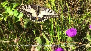 Koninginnepage in de Biesbosch