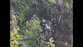 Butterflies at Natural Bridge, Santa Cruz. 蝴蝶谷 看蝴蝶