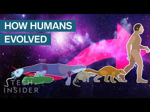 Incredible Animation Shows How Humans Evolved From Early Life Incredible Animation Shows How Humans Evolved From Early Life