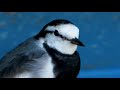 ハクセキレイの鳴き声【鳥の鳴き声図鑑】さえずり？地鳴き？white wagtail motacilla alba【birdsong】