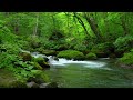 Peaceful Forest Stream -an hour of relaxation and renewal