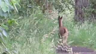 Deer prancing away