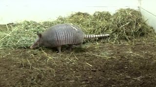 See an armadillo? This NC agency wants to know