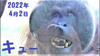 キューさん（53歳）とボルネオ君の視線バトル　オランウータン　多摩動物公園　2022年4月2日