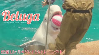 【ベルーガ】妊娠10ヶ月のグレイさんのボール遊び　#名古屋港水族館