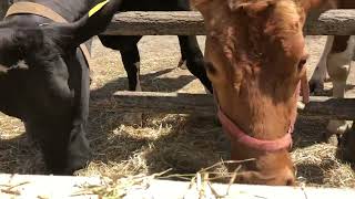 チャコちゃんとモコちゃん♪ 埼玉県こども動物自然公園にて　2022年4月16日