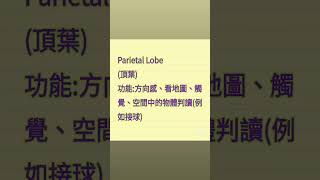 #shorts Parietal Lobe (頂葉) 功能:方向感、看地圖、觸覺、空間中的物體判讀(例如接球)