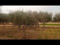 olive u0026 chia farming best inter cropping strategy reasons for the short age of orchards in pakistan