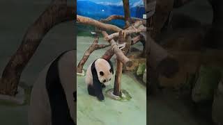 圓仔到處聞 看有沒有什麼地方怪怪的 #貓熊 #panda