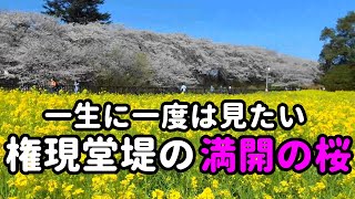 一生に一度は見ておきたい！権現堂堤の満開の桜🌸は圧巻だった