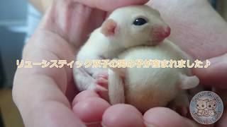 フクロモモンガ リューシスティック♂ヘテロ50%クリミノ 2017.7.1脱嚢 Sugar Gliders