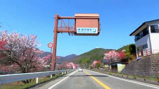 満開の阿智村花桃街道